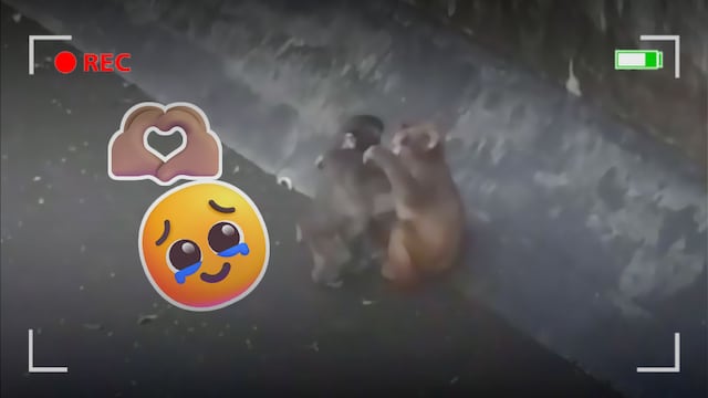 Videos del mono Punch con su nueva pareja se vuelven virales