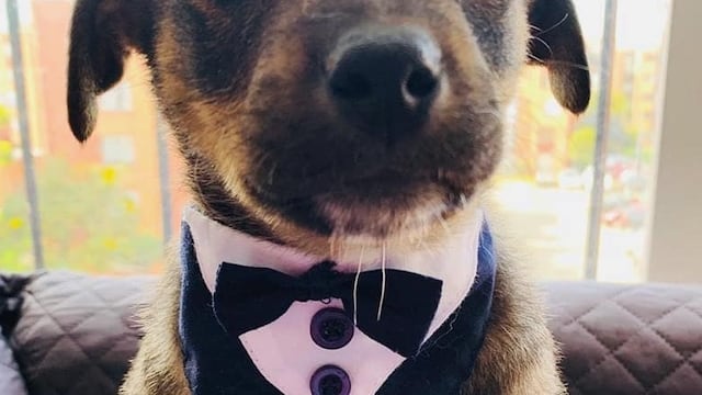 Cachorro