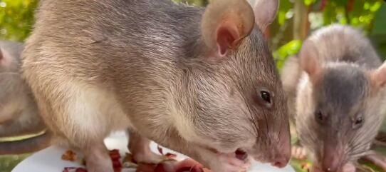 Ratas entrenadas para rescate