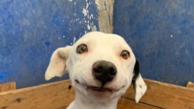 Perrita en adopción