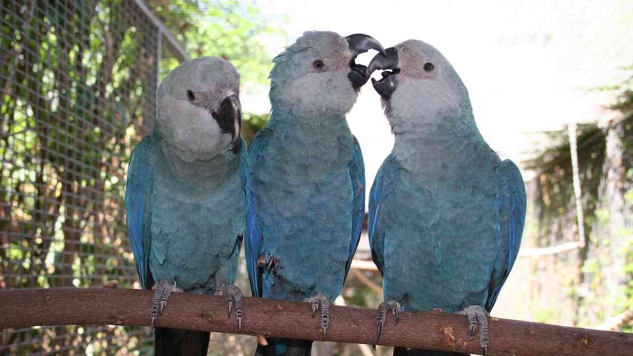 Guacamayo de Spix