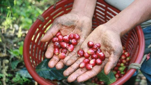 Café en Chiapas