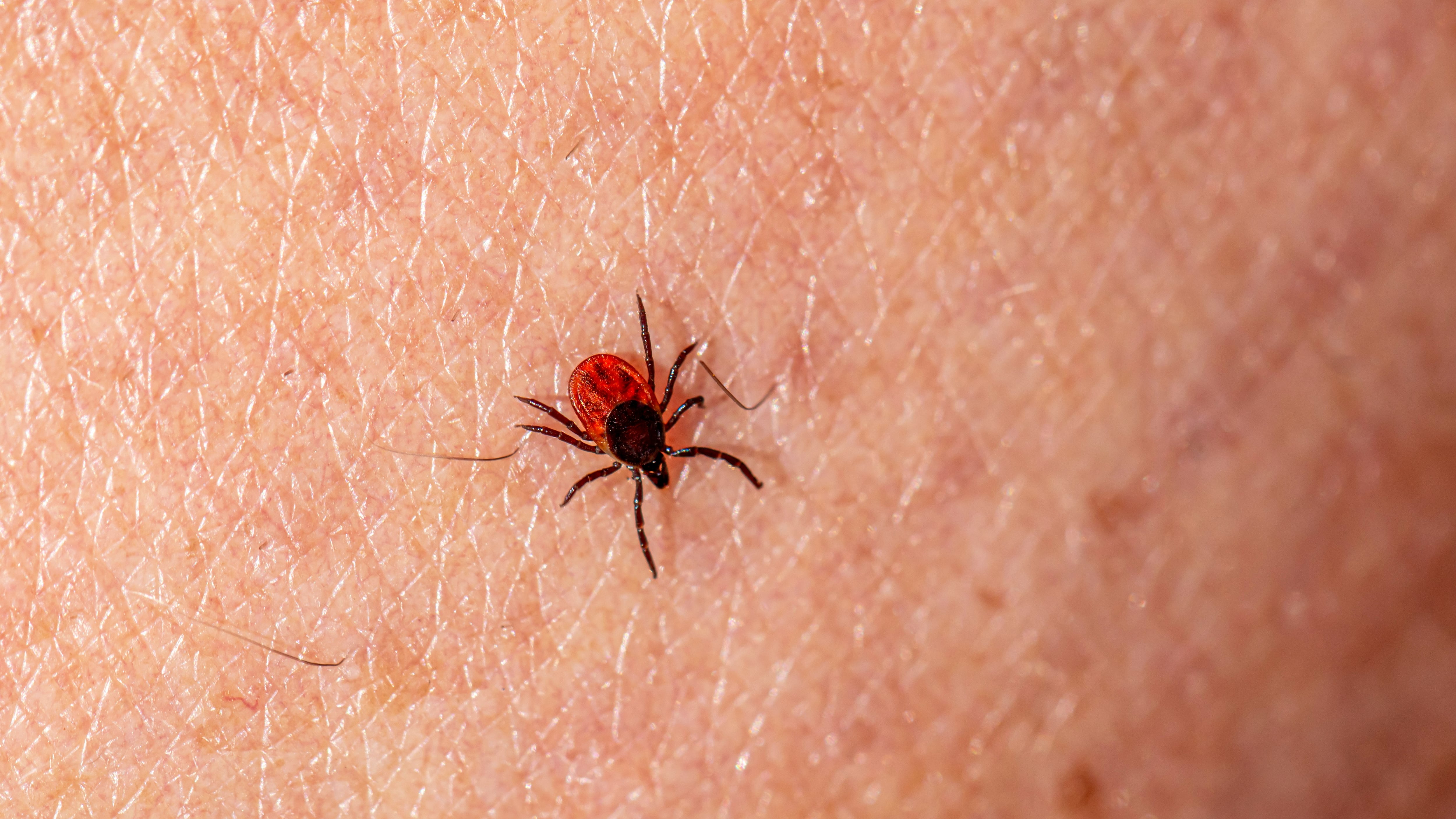 Rickettsia: qué es la enfermedad por la que alertan autoridades de Coahuila