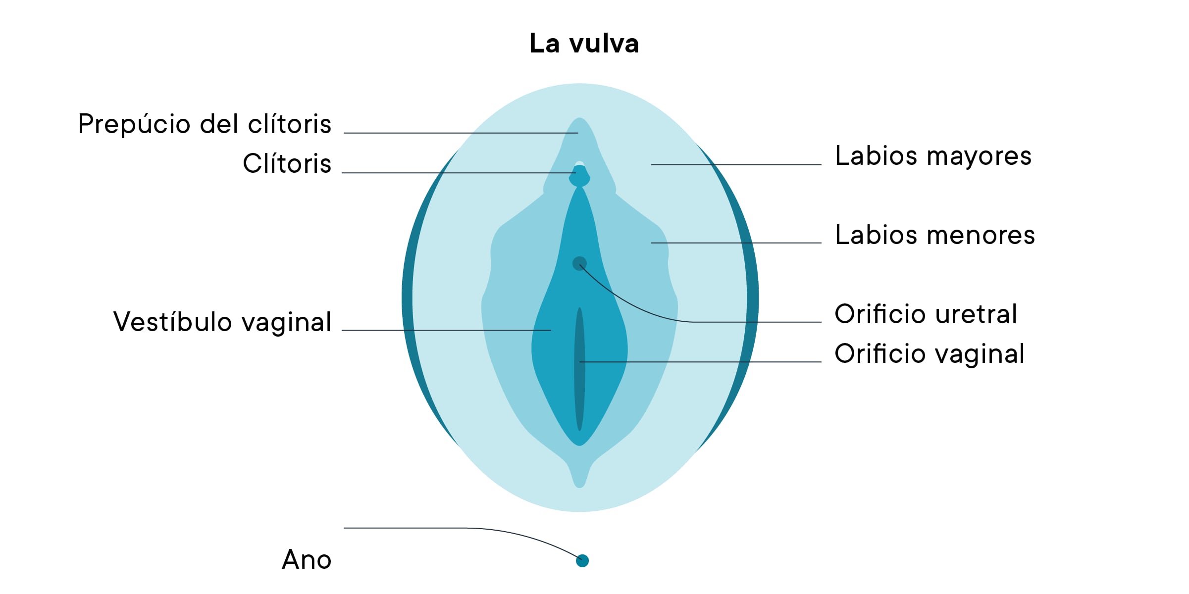 Anatomía de la vulva