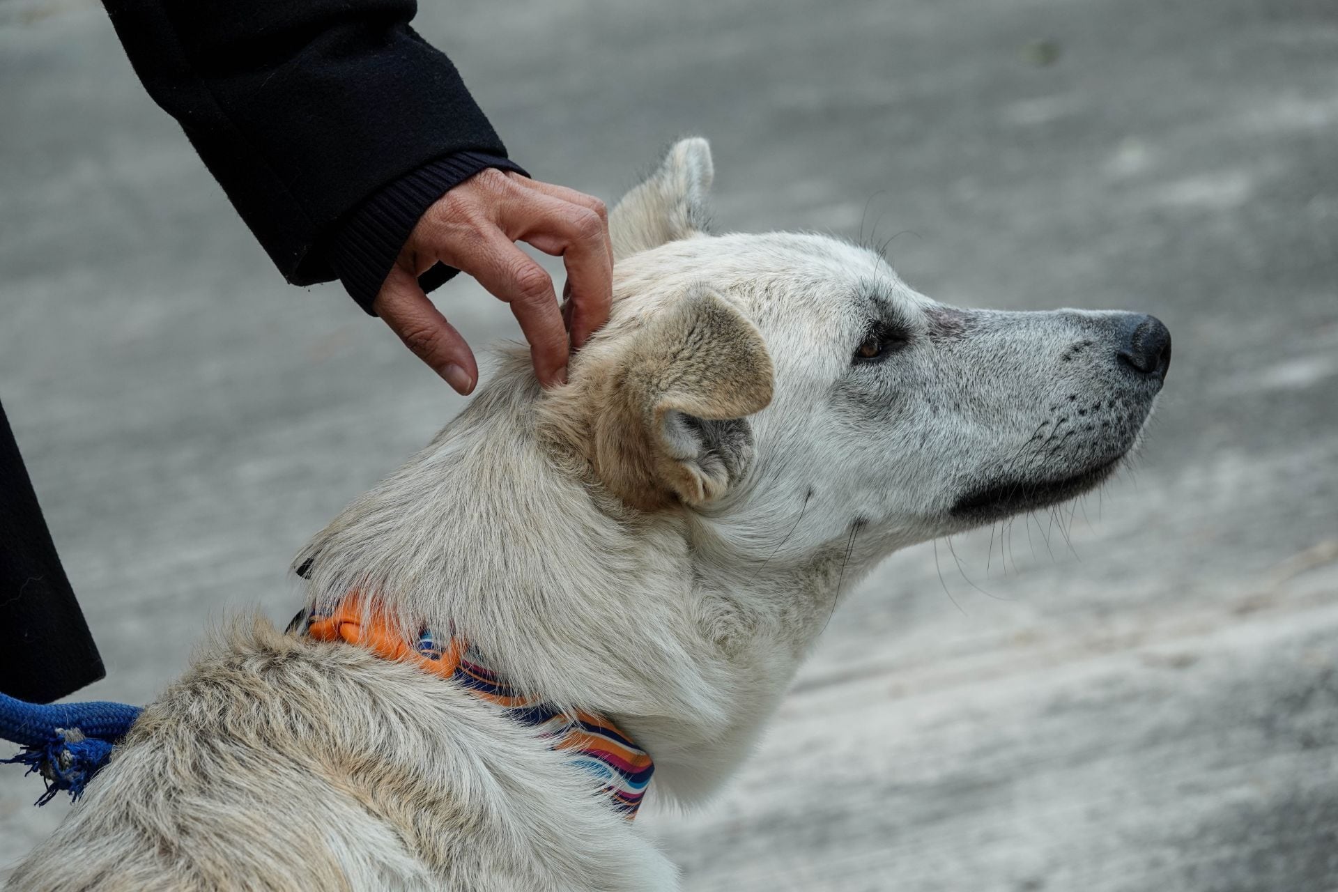Perro peregrino abandonado en la Basílica de Guadalupe en CDMX en 2024.