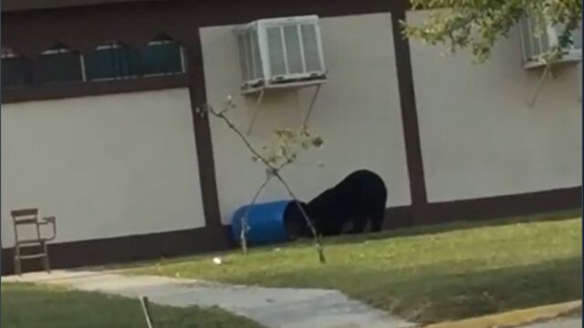 El oso buscaba alimento