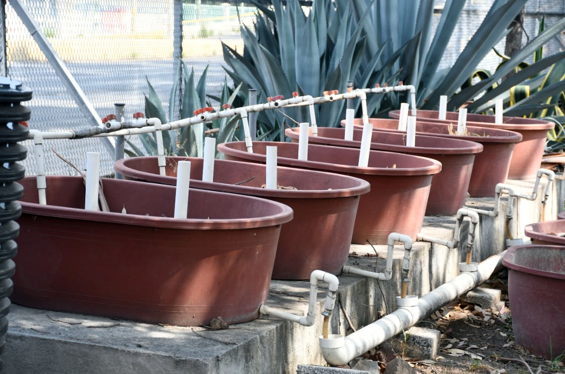 Instalan 6 humedales en planta de tratamiento de BUAP