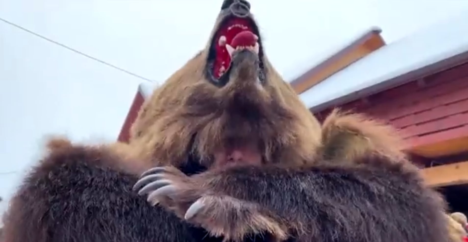 Rumania: persona disfrazada de oso baila la danza de los osos