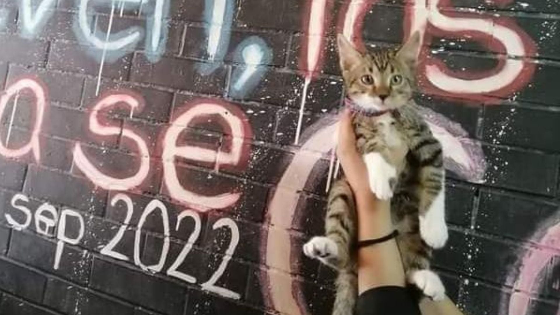 Denuncian tortura contra Haru, gatito del CCH Vallejo