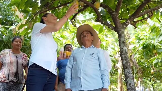 Claudia Sheinbaum visita vivero de cacao para Chocolate del Bienestar