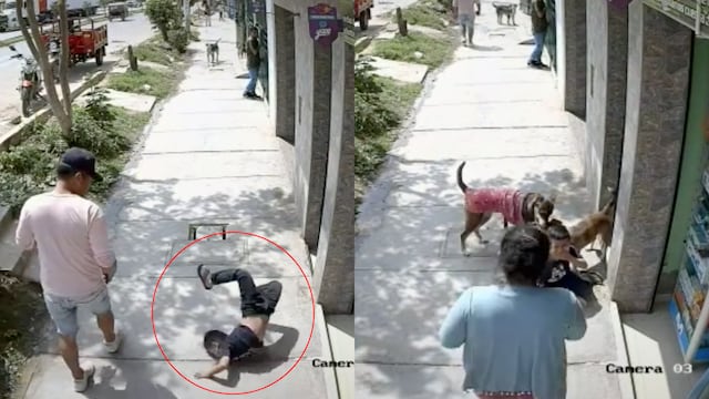 Accidente entre un niño y un perro
