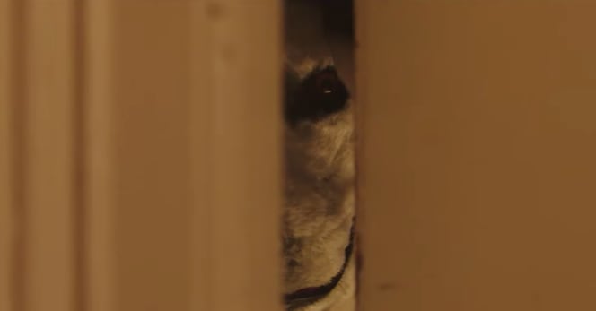 Good Boy