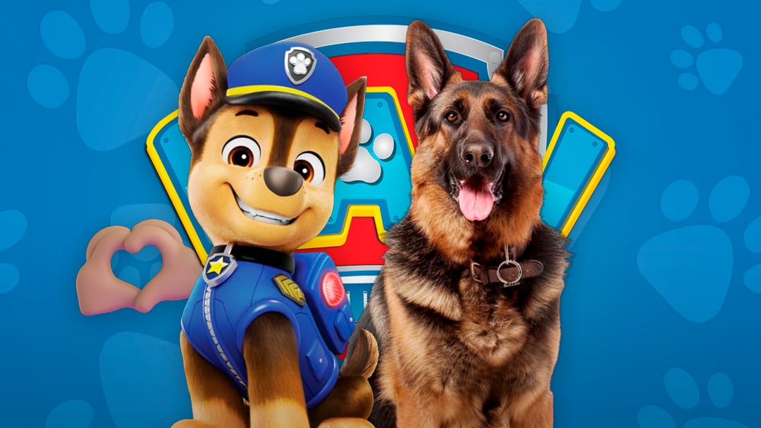 ¿Cuántos años vive un pastor alemán como Chase de Paw Patrol?