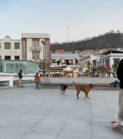 Señora entrena a ejército de perros para acosar skates