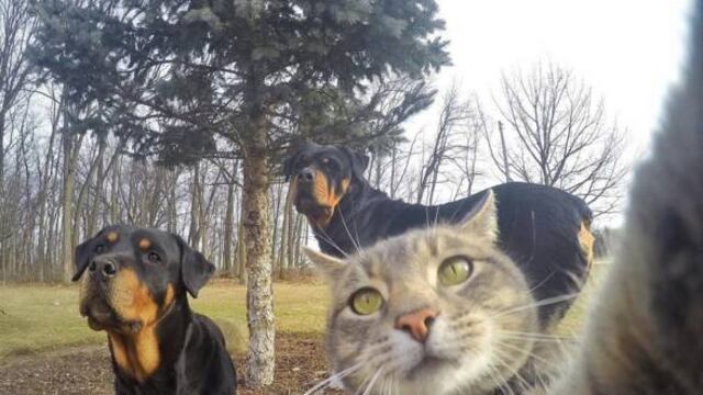 ¿Qué tal estas selfies?