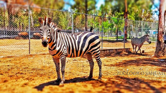 Cebras del Zoológico de Sahuatoba, Durango