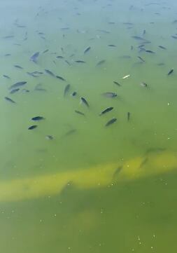 Felipe Calderón denuncia la existencia de peces muertos en Lago de Chapultepec