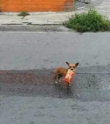 Perrita con bolsa de Cheetos que le mandó a comprar su dueño