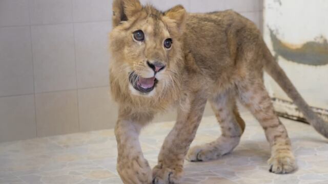 Cachorro de león encontrado en Ecatepec