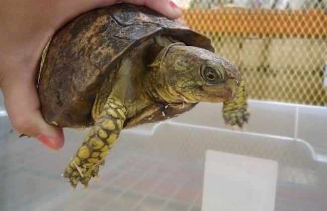 Tortuga