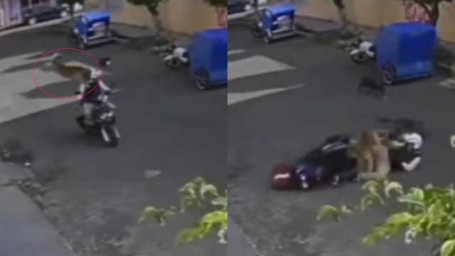 Perro volador le cae a motociclista y lo tira