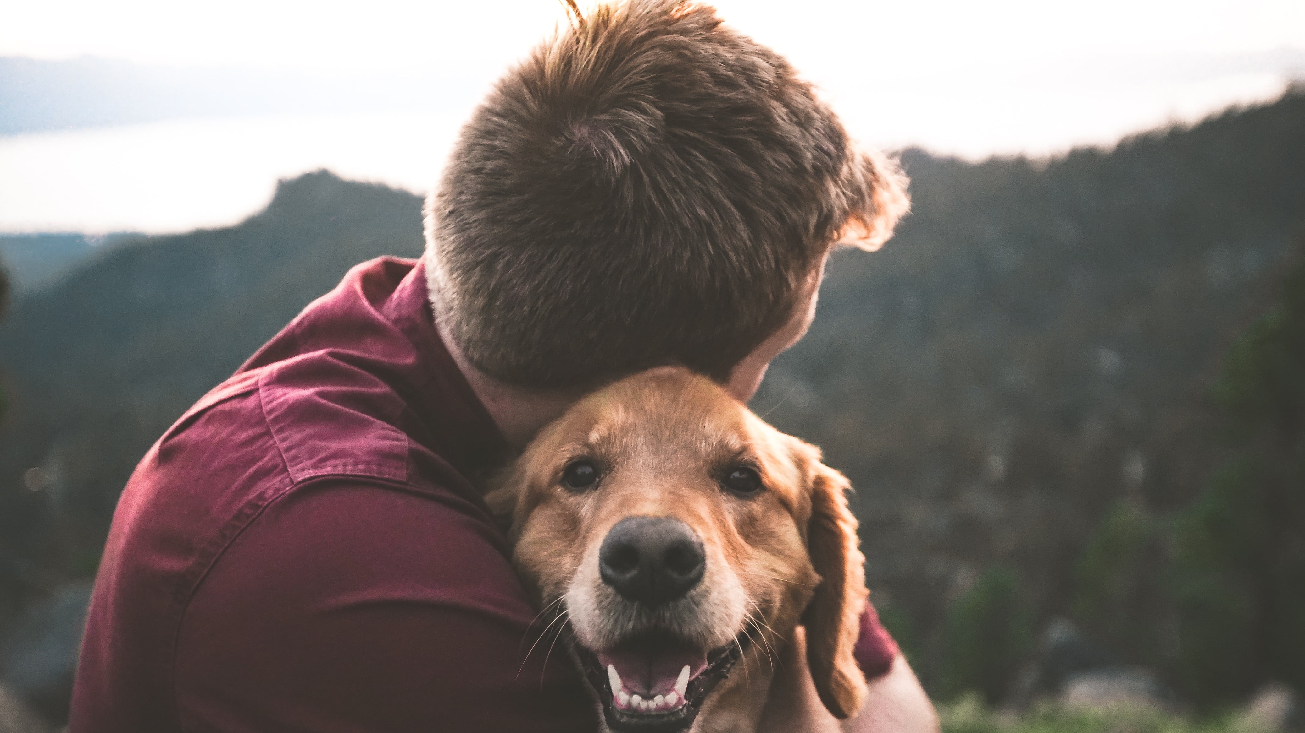 CDMX aprueba custodia para mascotas en caso de divorcio y resolver ¿con quién se queda el perro?