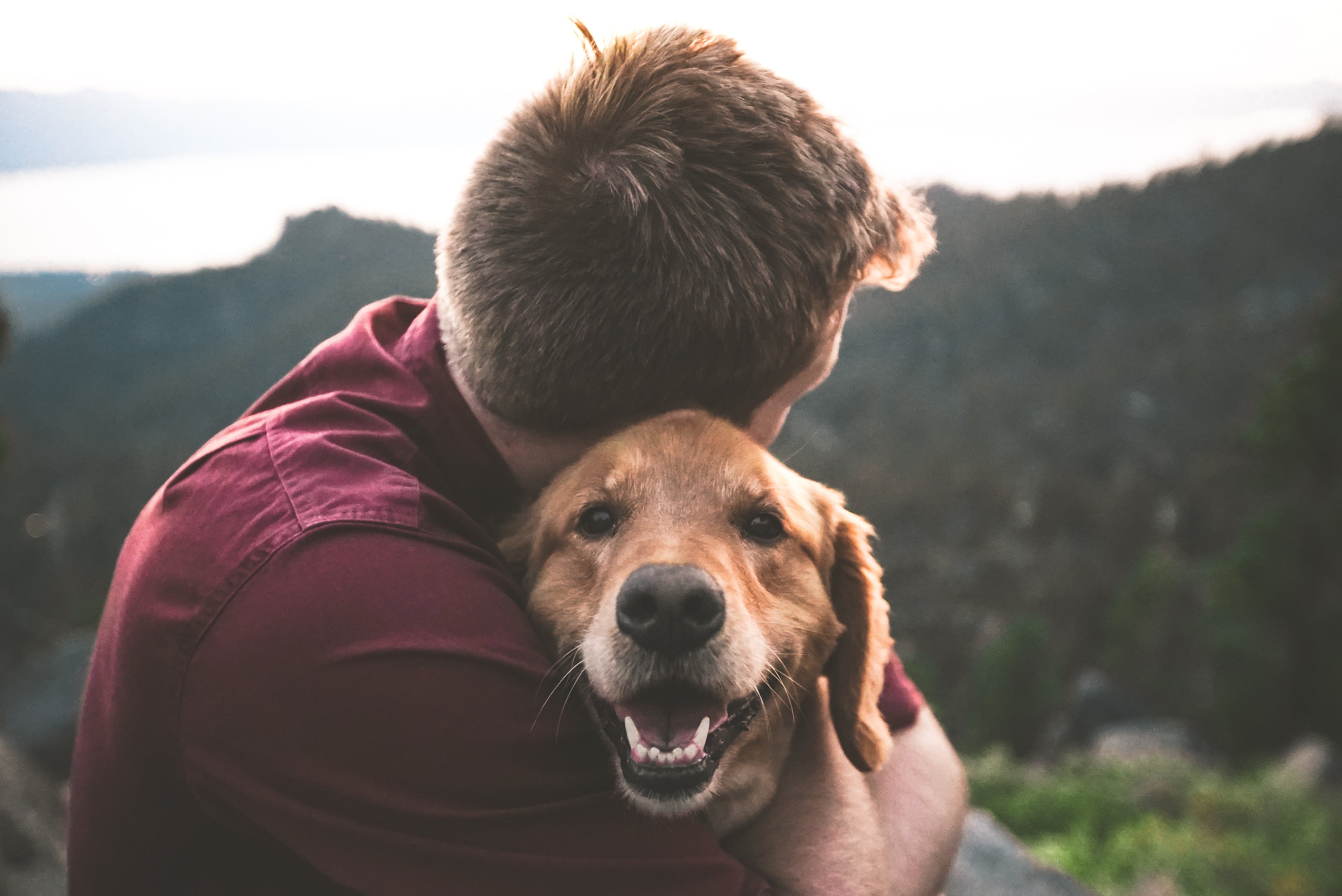 Este 21 de julio se celebra el Día Mundial del Perro