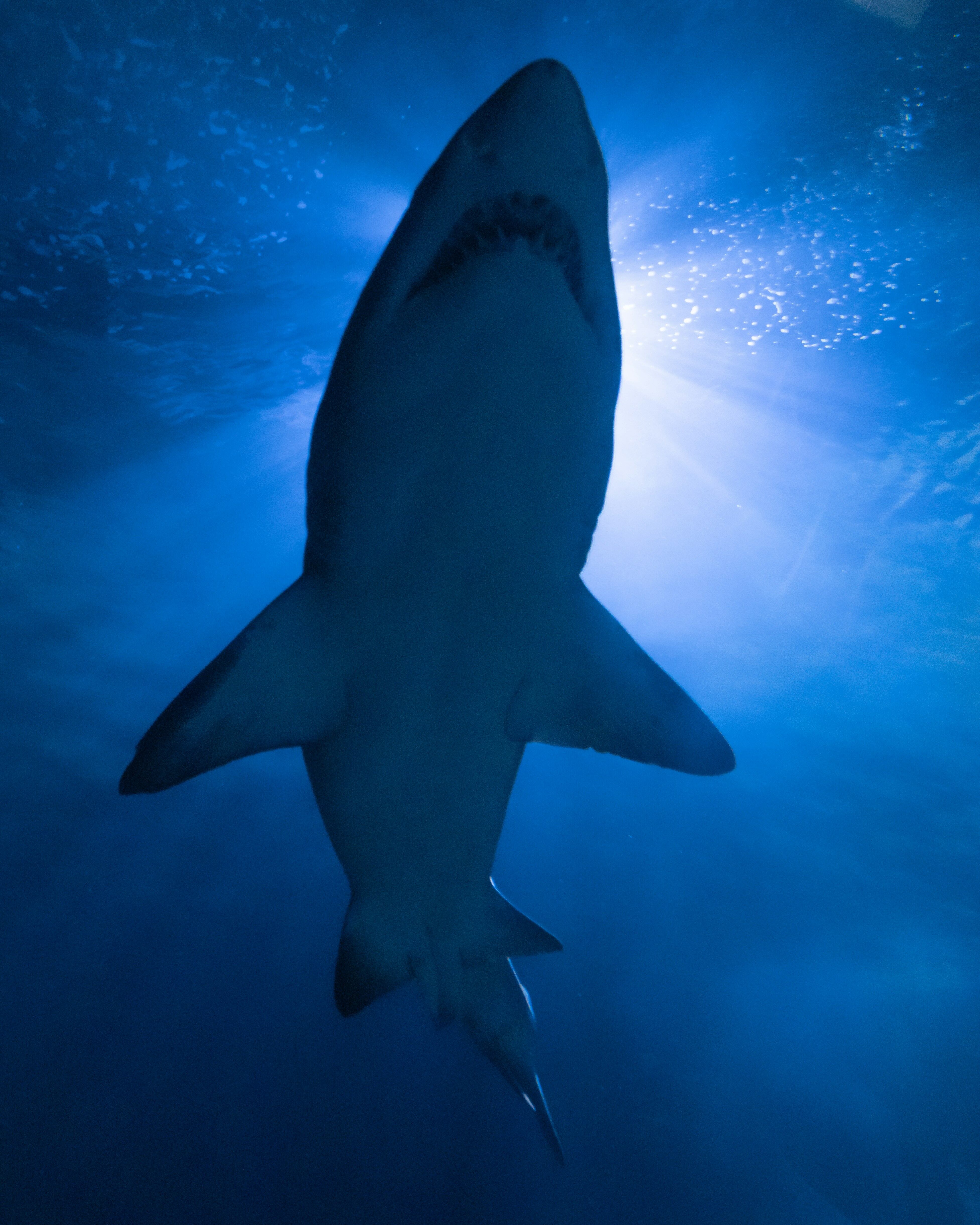 Tiburón