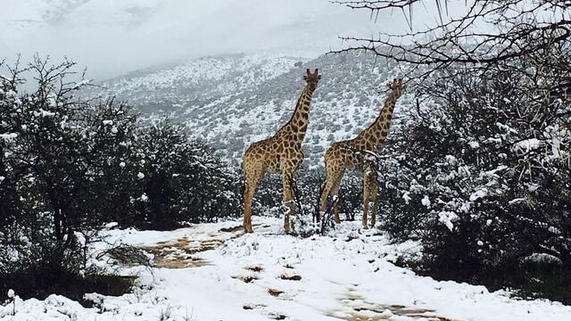 Nieve en Sudáfrica