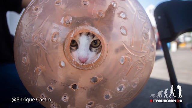 Gato en transportadora hecha con un garrafón
