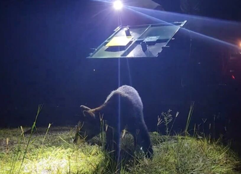 Oso de Disney World Orlando fue liberado en la naturaleza