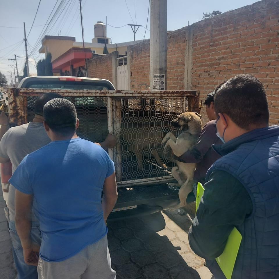 Perros que atacaron a jóvenes en Metepec son resguardados