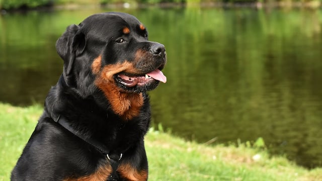 Rottweiler