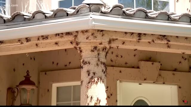 ¿Qué son los grillos mormones que invaden Nevada?