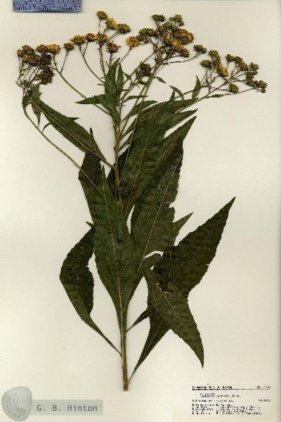 Planta verbesina persicifolia