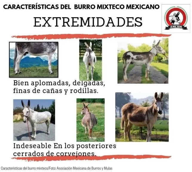Burro mixteco