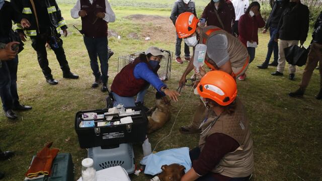 Perros rescatados en el socavón en Puebla