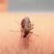 Mosquito chupa sangre hasta explotar (VIDEO)