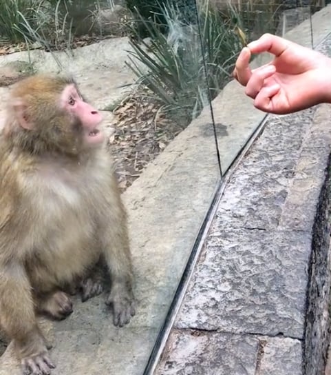 Mono queda impactado con truco de magia