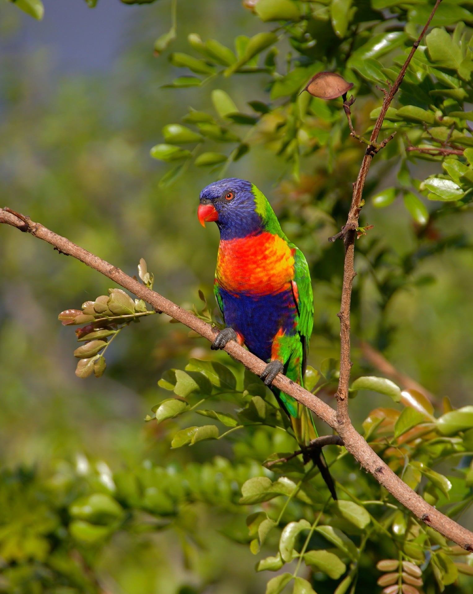 Loro