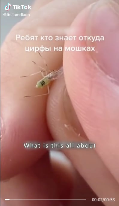 Nos espían con mosquitos, la teoría de la conspiración