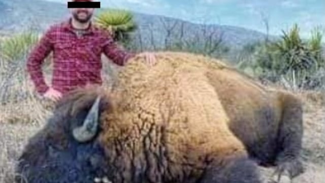 Cazan bisonte en Coahuila