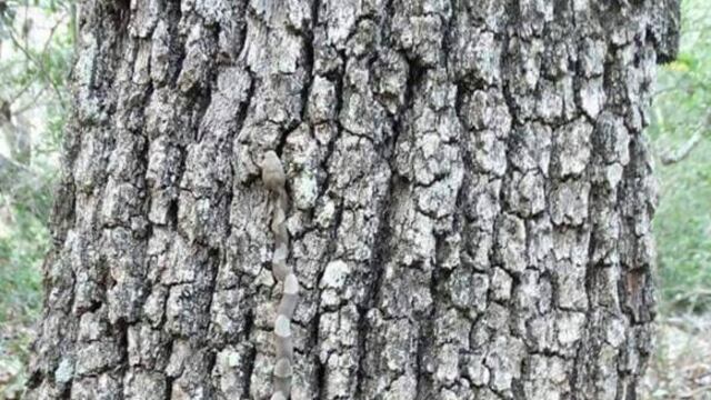 ¿Puedes encontrar al peligroso intruso en la foto?