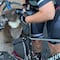 VIDEO: Koala sediento pide agua a ciclistas