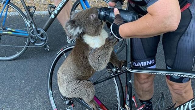 Koala tomando agua en australia