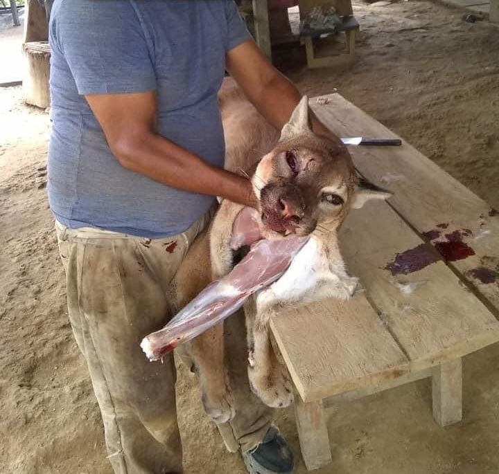 Cazan a puma en Chiapas