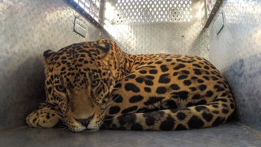 A un año de prohibición de circos con animales, 80% de los ejemplares ha muerto