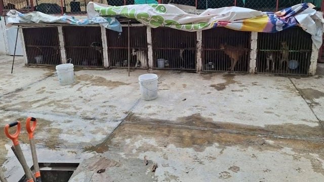 Centro de Protección Animal de Ixtapaluca