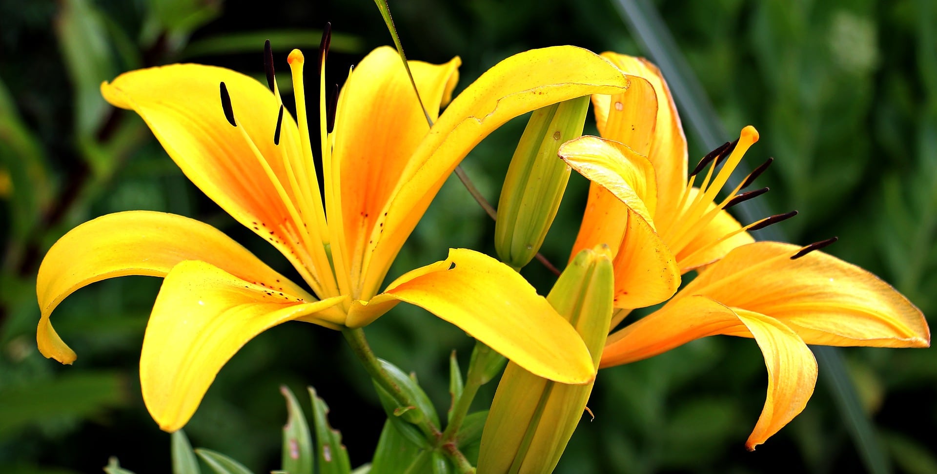 Flores amarillas