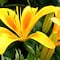 ¿Las flores amarillas sólo se regalan en miércoles? Te explicamos la bonita tendencia de TikTok